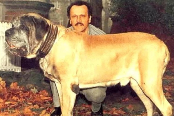 Zorba anglický mastiff 